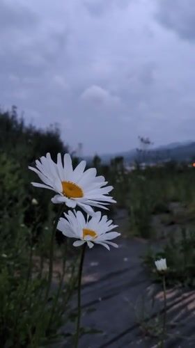 Rural scenes documented in Iwon, South Korea spring morning