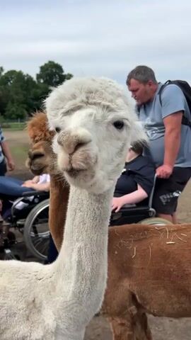A group of people are interacting with alpacas at an outdoor event. A white alpaca is in the foreground, facing the camera. Behind it, a brown alpaca is visible. Several people are standing around, and some are in wheelchairs. The environment appears to be a farm or petting zoo, with trees and a fence in the background. The people are dressed casually. The alpacas are calm and appear to be interacting with the visitors.