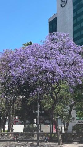 The video shows a park in a city on a sunny day. In the foreground is a large jacaranda tree, full of purple flowers. Behind the tree are a few people sitting on benches. Further behind the tree are several tall buildings with glass windows. There are also palm trees and other trees with green leaves scattered around. The sky is clear and blue.