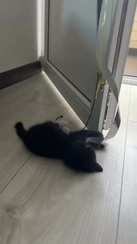 A black kitten with white paws lies on its side on a light-colored wooden floor, its body stretched out and its head turned towards a shiny, white object. A thin black string, attached to a decorative item with green and yellow elements hanging from the white object, lies across the kitten's body. The kitten is wiggling its paws in the air and its tail is curved upwards. A person's hand enters the frame from the right and gently touches the kitten's face, specifically near its eye. The environment appears to be indoors, with a portion of a doorframe visible in the background.