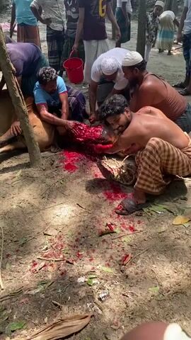 The video shows a group of men butchering a cow in a dirt lot outdoors, as a group of people watch. The cow is lying on its side and several men are leaning over it, cutting into the neck area with knives. There is a large amount of blood on the ground. Some men are wearing white caps, others are shirtless or wearing short-sleeved shirts. Some are wearing checkered pants and others are wearing traditional wrap-around skirts. There are trees in the background. In the foreground, a person with a yellow and green shirt watches the butchering. At one point the camera turns away from the butchering to show the back of a young boy’s head.