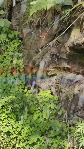 The video shows a close-up view of a rocky cliff face covered in lush green vegetation, including ferns and small leafy plants. Water is trickling down the rocks, creating small streams and mist. There are also some colorful light refractions visible on the rock face, possibly from sunlight hitting water droplets. The ground at the base of the cliff is damp and appears to be a dirt path. There is some debris on the ground, including what looks like a small piece of plastic. No people are visible in the video.