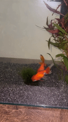 A quiet evening at home, mostly watching goldfish