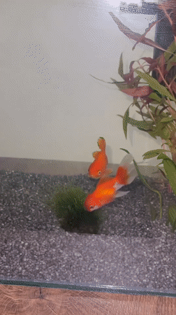 A quiet evening at home, mostly watching goldfish