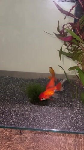 A quiet evening at home, mostly watching goldfish