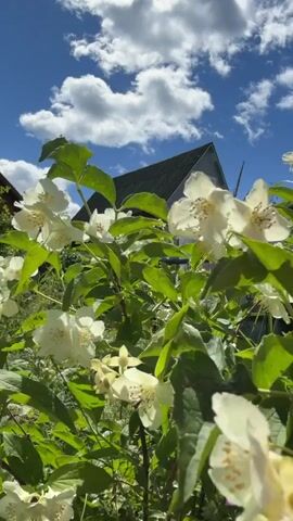 The video shows a close-up view of a bush with white flowers and green leaves. In the background, a house with a dark green roof is visible against a bright blue sky filled with white, puffy clouds. The camera angle is low, looking up at the sky and the house, with the flowers prominently in the foreground. The lighting suggests it is daytime, likely sunny. The video appears to be a still shot or has very minimal movement.