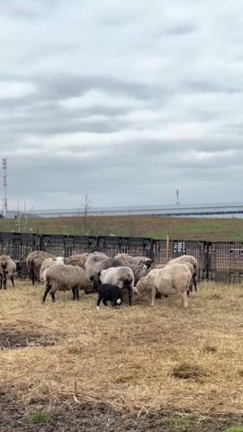 The video shows a flock of sheep in an outdoor enclosure on a cloudy day. The enclosure has a black metal fence and is filled with straw. The sheep are mostly white and gray, and there is a single black lamb among them. The sheep are moving around and appear to be feeding on the straw. In the background, there is a grassy area and some buildings with tall towers.