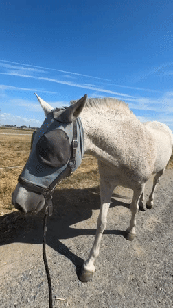 Horses in fly masks on a summer morning in rural Belgium