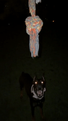 Evening dog walk and playtime in Sofia park