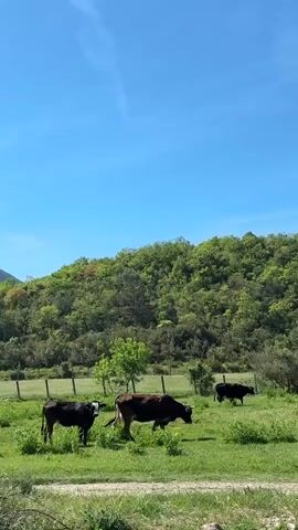 The video shows a peaceful rural scene in Sutorina, Montenegro, under a clear blue sky. Three cows are visible in a lush green meadow. Two cows, one dark brown and one black with a white face, are in the foreground, steadily grazing on the grass. A third, darker cow is further back on the right side of the frame, also grazing. Behind the meadow, a line of wooden fence posts marks the edge of the field. A large hill, densely covered with green trees and shrubs, rises in the background. A narrow dirt path runs through the grass in the middle ground. The sunlight suggests it is a bright day, likely morning or afternoon.
