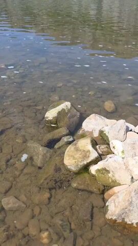 This media file captures a serene riverside scene in Таш-Асты, Russia. The foreground is dominated by the shallow, clear water of a river, revealing a bed of smooth stones and pebbles. Several larger rocks, some covered in mossy green patches, are visible near the bank. Small white bubbles float on the water's surface, suggesting a gentle current.

In the midground, the river stretches out, reflecting the sky and the landscape beyond. The water is calm with ripples disturbing the surface in places. The background presents a dramatic vista of a large, layered cliff face. The cliff is textured with rock strata and interspersed with patches of green vegetation, indicating it is likely springtime or summer. At the base of the cliff, a small village can be seen with several houses, some with blue roofs, nestled among trees. A line of utility poles runs along the edge of the village. The sky above is a clear blue with a few wispy white clouds.

The time of day appears to be midday, given the bright sunlight casting reflections on the water and illuminating the landscape. The weather seems pleasant and sunny. No people are visible in the frame, and no specific event is taking place beyond the natural flow of the river and the quiet presence of the village. The overall impression is one of natural beauty and tranquility. There is no visible text in the media file.