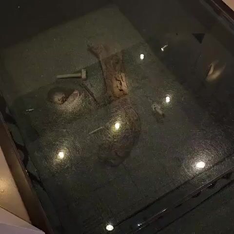 The video pans over a display case with a glass top. Inside the case, on a dark, textured surface, are several objects. The most prominent is a large, light-colored bone, possibly a femur, positioned horizontally. To the left of the bone, there are two smaller, white, rounded objects, one appearing to be a skull, partially obscured. To the left of the skull is a metallic object that resembles a hammer. To the right of the bone, there is another object, possibly a piece of wood or bone, also lying horizontally. The surface the objects are on appears to be a mix of granular material and some darker, irregular shapes, possibly rocks or earth. Several circular lights are visible, reflecting off the glass top, illuminating the display. In the background, parts of a dark, textured wall or structure are visible. The video briefly focuses on a section of the display where the textured surface appears to swirl in a circular pattern around a bright light source. The overall impression is of an archaeological or paleontological exhibit.