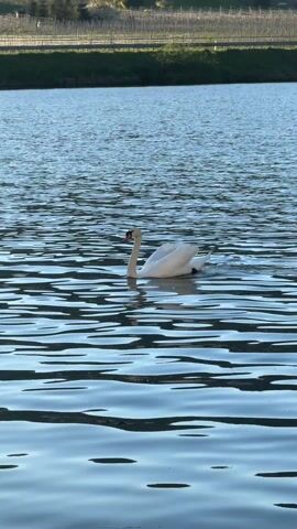 The video shows a white swan swimming on a lake. The water is blue and rippled, reflecting the sunlight. In the background, there is a grassy bank and a line of trees.