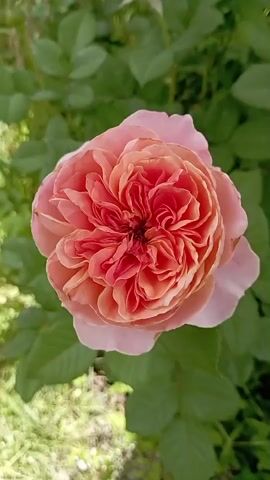 A close-up, overhead shot of a fully bloomed, multi-petaled pink and orange rose sits centered in the frame. The rose is surrounded by lush green leaves and foliage. The lighting is soft and natural, suggesting it is outdoors. The camera angle is steady, offering a detailed view of the rose's intricate petal structure. There are no people visible in the video, and the focus is solely on the flower and its immediate natural surroundings.
