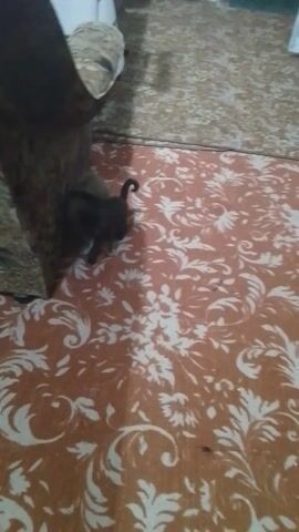 Two cats are wrestling on a patterned rug against a wall. One cat is dark gray and the other is light gray and white. The light-colored cat is on its back, and the dark-colored cat is on top of it. The cats appear to be playing. The environment is an indoor setting.