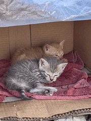 Cat family shelters in cardboard box in Ukraine