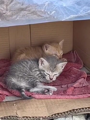 Cat family shelters in cardboard box in Ukraine