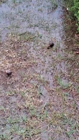 This is a video of a muddy, grassy area, likely a garden or yard, after a rain. The ground is wet and uneven, with patches of grass and soil. In the foreground, a snail is visible on the left side of the frame. Further into the scene, a small, dark object, possibly a rock or a piece of debris, is partially submerged in a puddle.

To the right, there is a dense patch of green bushes with small white flowers. As the camera pans, a wooden fence and a large evergreen tree become visible. Beyond the tree and bushes, a building with a distinctive fence and concrete posts can be seen. The overall impression is of a natural, outdoor setting that has recently experienced rain. The sky appears overcast, suggesting a cloudy or rainy day. There is no visible text in the video. The scene is peaceful and serene, with no discernible human activity.