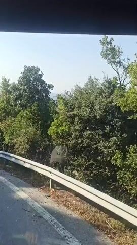 The video shows a view from a vehicle, likely a bus, traveling on a road through a mountainous area. Lush green trees and vegetation line the road, with a guardrail visible in the foreground. In the distance, power lines and pylons can be seen, suggesting the presence of infrastructure in the otherwise natural landscape. The sky is clear and bright, indicating a sunny day. The road curves ahead, hinting at the winding nature of the mountainous terrain. The commentary mentions "echo phenomena" found in rocks in mountains, suggesting the possibility of exploring the acoustic properties of the area.