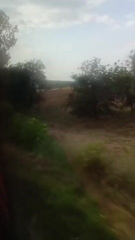 The video shows a view from a moving vehicle traveling through a rural landscape. The scene is dominated by a field of dry grass or stubble, likely a harvested crop, stretching towards the horizon. Several trees are visible, some appearing mature with full foliage, others sparser. In the foreground, greenery lines the edge of the frame, suggesting the vehicle is passing by vegetation along a road or track. The sky above is partly cloudy with a pale blue hue. The motion of the vehicle creates a slight blur, indicating movement. The time stamp on the video reads from 00:00 to 00:05. There are no people or distinct man-made structures identifiable in the footage.