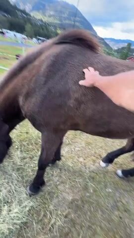 A person pets a brown horse grazing on hay in a grassy field. The horse has a thick, dark brown coat and a short, dark mane. The person pets the horse on its side and back. In the background, there are other horses, a white fence, and a mountainous landscape. The weather appears to be overcast.