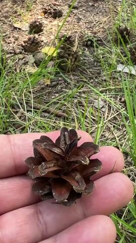 A close-up shot shows a person's hand holding a small, brown pinecone. The hand and pinecone are in the foreground, with a blurry background of a forest floor. The forest floor is covered with grass, pinecones, and dry leaves. In the distance, the trunks of trees are visible, and the scene is dappled with sunlight, suggesting it is outdoors.
