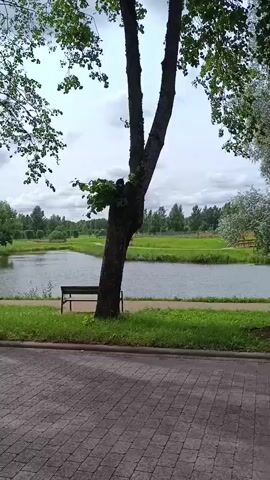 The video pans across a park-like setting. In the foreground, there is a paved walkway. Behind it, a grassy area with a bench is visible next to a body of water. Trees with green foliage line the water's edge, and beyond that, more trees and open green spaces are present. The sky is overcast with clouds.