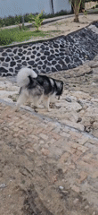Dog walkers gather with large breeds on Denpasar beach