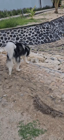 Dog walkers gather with large breeds on Denpasar beach
