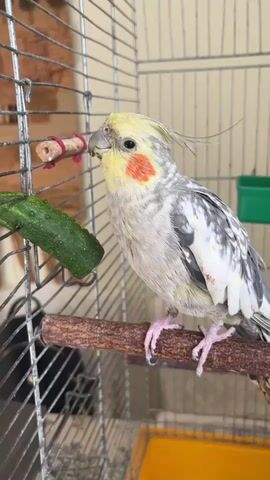A cockatiel bird is perched on a wooden dowel inside a wire cage. To its left, a piece of cucumber is attached to the cage wires with a pink string and a piece of cork. The bird is looking at the cucumber and occasionally pecking at it. The cage also contains a yellow tray at the bottom.