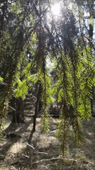 Sunlit forest documentation captured in Kratovo, Russia