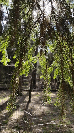 Sunlit forest documentation captured in Kratovo, Russia