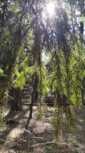 Sunlit forest documentation captured in Kratovo, Russia
