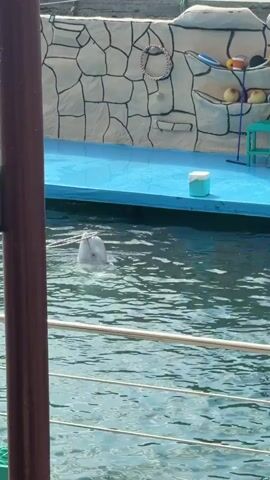 A light gray marine mammal, resembling a beluga whale or dolphin, is partially submerged in a pool of water, with a white hoop around its neck. Its head is visible above the water, facing left. In the background, there's a light blue platform backed by a decorative wall designed with stone-like patterns. Various colorful props, including balls, buckets, and a green stool, are placed on the platform and attached to the wall. A person in dark clothing briefly walks onto the blue platform from the right side of the frame. A metal railing is visible in the foreground.