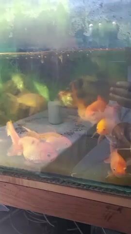 A video captures a fish tank with several goldfish swimming. The camera, held by a person whose reflection is visible in the tank, is recording the fish. The fish are in various shades of orange and white. The tank appears to be in an indoor setting, with some greenery visible in the background reflected in the glass. The fish are actively moving and interacting within their aquatic environment.