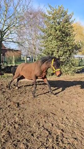 The video shows a brown horse with a black mane and tail running in a muddy paddock. The horse is wearing a yellow halter. The paddock is surrounded by a wooden fence. In the background, there is a green field and some trees. The sky is blue with some white clouds. The video is shot from a low angle, following the horse as it runs.