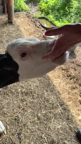 A person's hand, with painted fingernails, gently pets the nose of a young calf. The calf has black and white markings on its face and body, and its eyes are open. The calf is standing on straw-covered ground, and in the background, there are trees and foliage. The scene appears to be in a barn or stable.