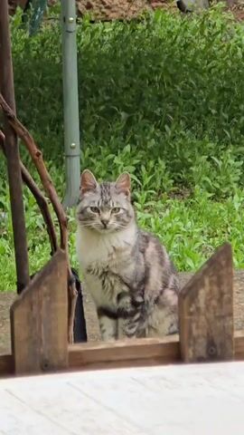 A medium shot shows a gray and white tabby cat sitting in a garden. The cat is positioned behind a low wooden fence, partially obscuring its lower body. It gazes directly at the camera. In the background, lush green foliage and a metal post are visible. A thin tree branch is visible to the left.