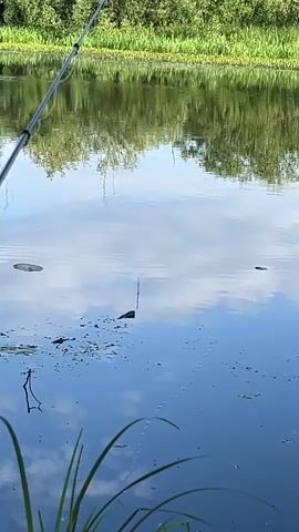 A fishing rod is extended over a body of water, its tip angled towards the center. A fishing line descends into the water, attached to a bobber that floats on the surface. The water reflects the sky and the surrounding greenery, creating a mirrored image. A few lily pads are scattered across the water. In the background, dense green foliage lines the opposite bank of the water. The scene is peaceful and quiet, with no visible signs of movement beyond the subtle ripples on the water's surface.