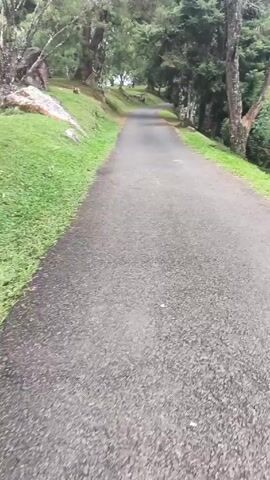 The video presents a point-of-view shot moving along an asphalt road winding through a forest or park. The road is flanked on both sides by green grassy areas and trees, some of which are tall and provide a canopy effect over the road. On the left, there are a couple of large rocks nestled within the grassy area. The sky appears overcast, suggesting potentially damp or misty conditions. The camera seems to be moving forward at a walking pace.