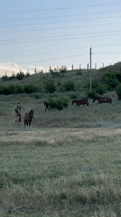Horses, campfire, and a reservoir on Tbilisi's outskirts