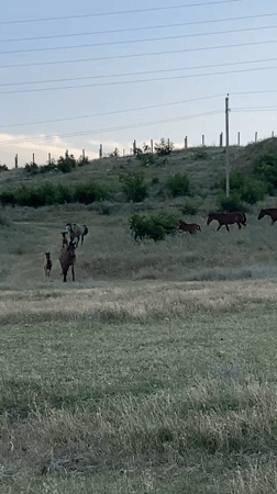 Horses, campfire, and a reservoir on Tbilisi's outskirts