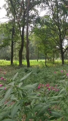 The video captures a natural outdoor scene, likely a forest or park, with lush green foliage dominating the foreground and mid-ground. Tall trees with full canopies create a shaded environment, with patches of sunlight filtering through the leaves. In the distance, the trees thin out, revealing a brighter, sunlit area that appears to be a clearing or open field. Small pink flowers are scattered throughout the undergrowth. The camera is static, offering a wide view of the landscape. There are no people or discernible animals visible in the video.