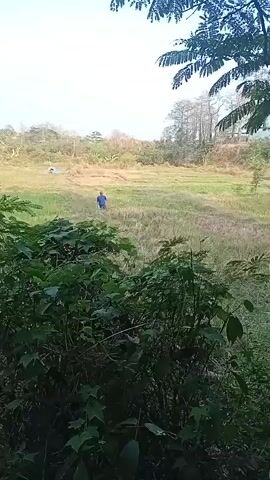 A person wearing a blue shirt and pants is riding a dirt bike through a grassy field. The person is facing the camera and appears to be looking at it. The field is surrounded by trees and hills. The sky is overcast.
