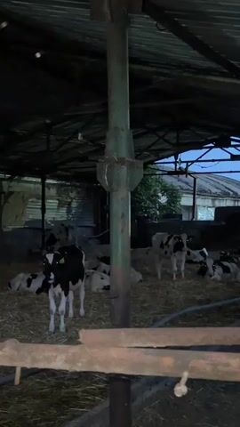 A short video shows a herd of cows inside a barn. The video starts with a wide shot of the barn with some cows visible. Then, the camera moves towards the right, showing more cows, some of which are staring directly at the camera. The video captures the cows' movements and their presence within the barn setting. The barn is dimly lit, with some lights visible in the background, possibly from the outside.