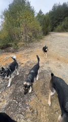 Dogs out on a wooded trail in Nizhny Tagil