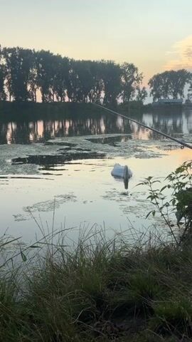 A white swan swims in a calm body of water covered with green algae. The swan is facing the camera, with its head bent down as if it is feeding. A fishing rod is visible in the foreground, extending from the right side of the frame towards the water. In the background, a line of trees is silhouetted against a pale sky with hints of pink and orange from a sunrise or sunset. The water reflects the trees and the sky. The overall scene suggests a tranquil natural setting.