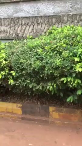 The camera pans to the right along a stone wall with a green, leafy bush in front of it. The bush is trimmed in a rectangle shape. There is a yellow line below the bush that marks the edge of a red pavement. Red flowers appear on the bush. The wall is made of light-colored stone and the patterns are textured.