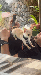 Pet videos captured across morning hours in Bulgarian town