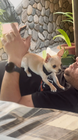 Pet videos captured across morning hours in Bulgarian town